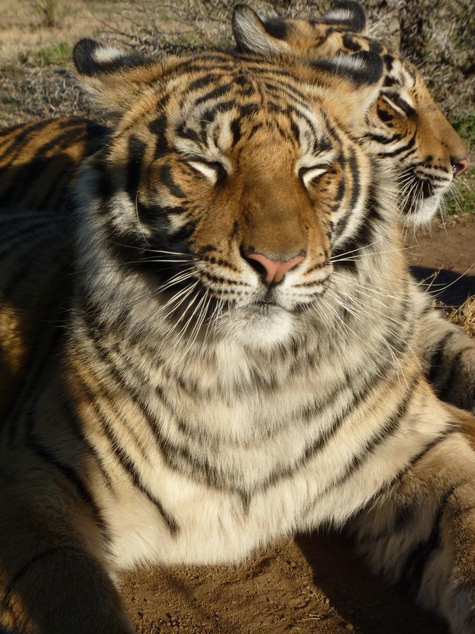 Boskoppie Lion & Tiger Reserve Kroonstad Exterior foto
